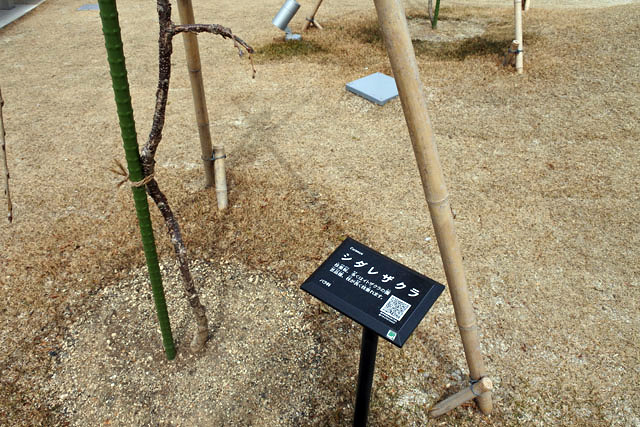 狭間公園の記憶・枝垂れザクラ