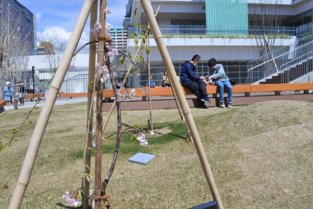 狭間公園の記憶・枝垂れザクラ