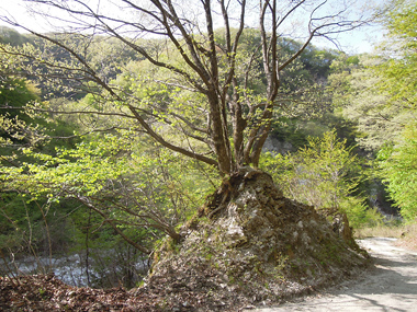 尾白川